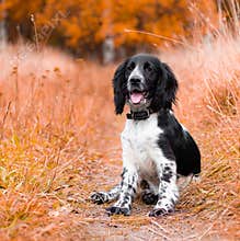 Spaniel hunting for a walk in the fall. Dog on a walk in autumn. Autumn portrait of an animal. Puppy. Walking a pet. Beautiful