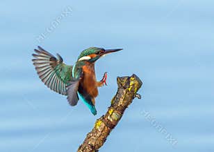 Common Kingfisher - Alcedo atthis landing on a stick.
