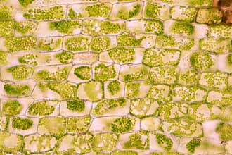 Cell structure Hydrilla, view of the leaf surface showing plant cells under the microscope.