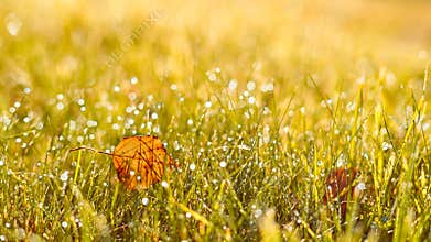 Autumn, fall banner with golden field grass, single leaves in sunset rays