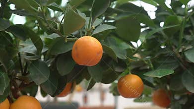 Small citrus trees grown in a greenhouse name of this Citrus is Yuzu.