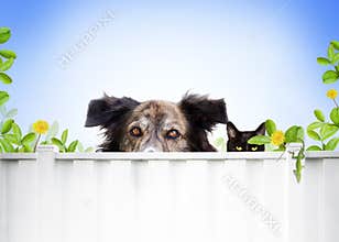 Dog and cat