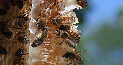 European Honey Bee,  apis mellifera, Bees on a wild Ray, Bees working on Alveolus, Bees Licking Nectar, Wild Bee Hive in Normandy,