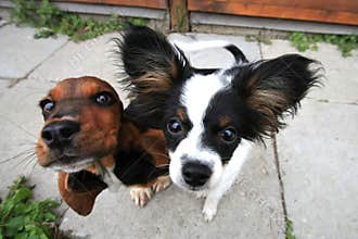 Two curious dogs
