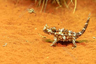 Thorny devil at desert