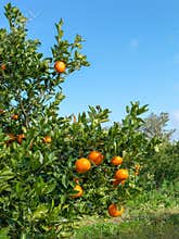 The orange is a hybrid between pomelo and mandarin