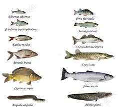 Fish of rivers and lakes