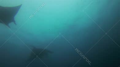 Graceful Manta Rays Silhouette. Pair Of Peaceful Big Mantas Formation.Blue Sunlit Sea