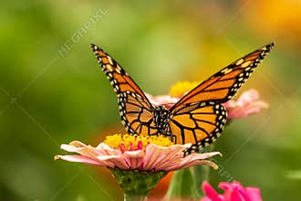 Portrait of a Monarch Butterfly on a Zinnia Flower