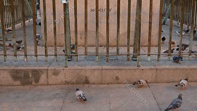 Pigeons on the floor of landmark in the city
