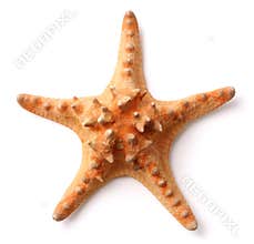 Starfish