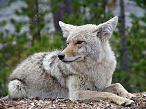 Coyote in yellowstone