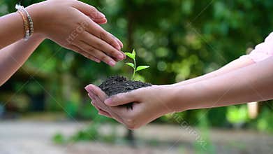 People are planting trees in their hands. There are trees, ideas for nature and environment conservation