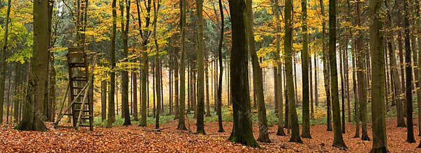 Mixed autumn forest panorama