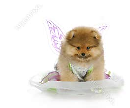 Puppy dressed up as an angel