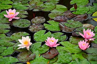 Water lilies on a pond