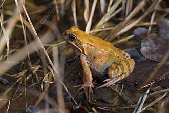 Common Frog Rana temporaria in a swamp, natural habitat