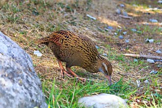Weka bird