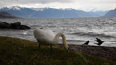 The Mute Swan and lake Geneva in stormy day