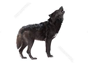 Howling wolf winter isolated on a white