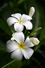 Plumeria flowers