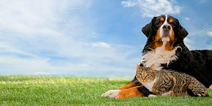 Dog and cat together
