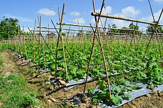 Cucumber plant in garden of thailand