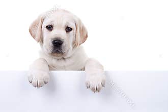 Isolated Dog White Sign