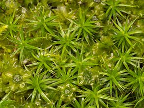 Plagiomnium affine, species of thyme-moss and Polytrichum moss