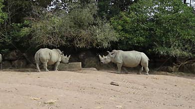 African animal rhinoceros