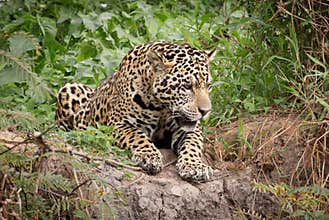 A Jaguar