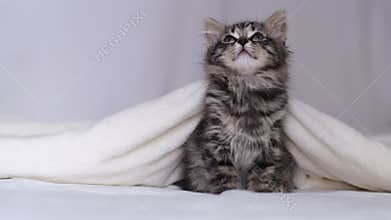Kitten got out from under the blanket and looks around in surprise. the cat woke up and does not understand what is