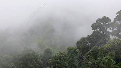 Tropical forests can absorb large amounts of carbon dioxide from the atmosphere