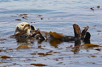 California sea otter