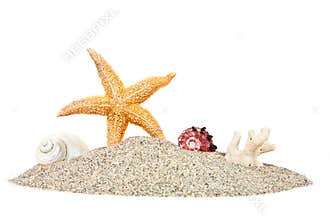 Beach with sand starfish and shells