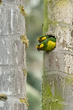 Loro Orejiamarillo Yellow-eared Parrot Ognorhynchus