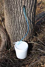 A Simple Tree Tap and Collection Bucket