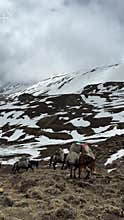 Mules carrying cargo and gear going up a snowy pass