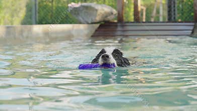 Playful border collie dog jump and play catch up toy at swimming pool in summer.