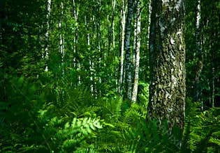 Forest