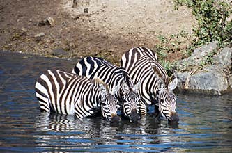Zebra having a drink