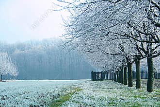 Misty and cold morning
