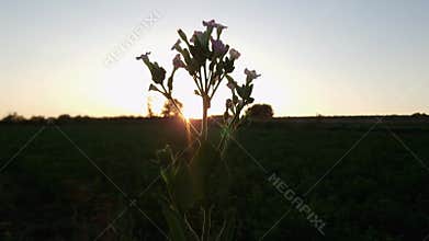 Inflorescences of tobacco on stem top at sunset backlit