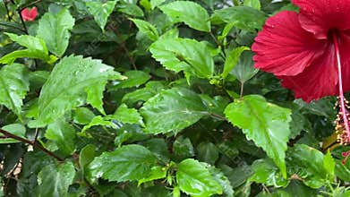 Close-up of a red hibiscus flower with drops on the petals after rain