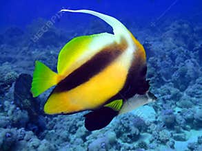 Butterfly fish