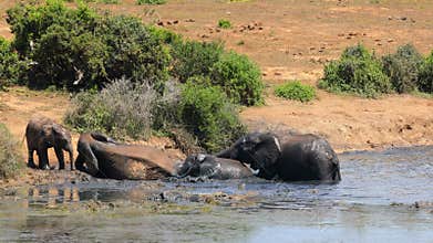 African elephants playing in a muddy waterhole, Addo Elephant National Park, South Africa