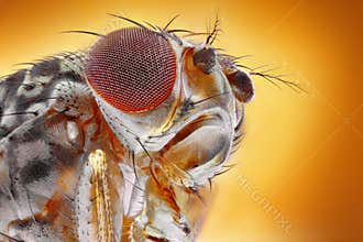 Fruit fly macro