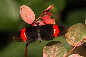 Crimson-Patched Longwing