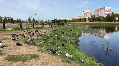 a flock of pigeons in the city walk in the park