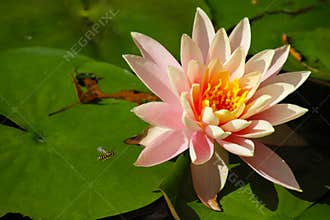 Yellowjacket Wasp Flying Towards Water Lily Blossom - Nymphaeaceae